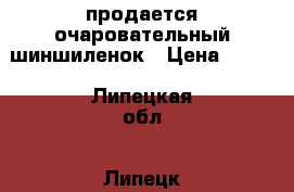 продается очаровательный шиншиленок › Цена ­ 800 - Липецкая обл., Липецк г. Животные и растения » Грызуны и Рептилии   